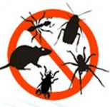 شركه كبرى فى مصر تقوم بمكافحة جميع الحشرات و الفئران رش